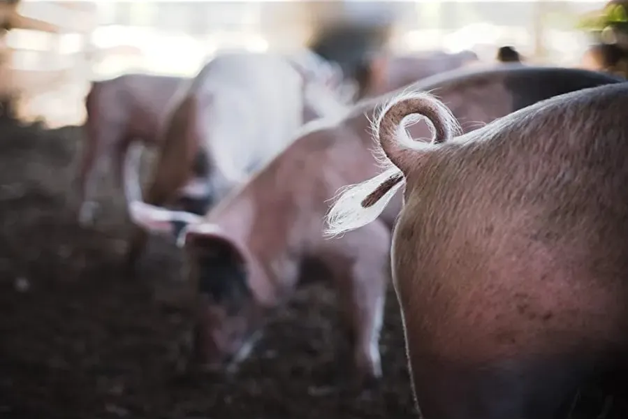 American Meat online