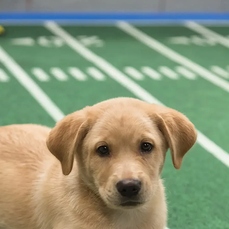 Puppy Bowl IX online