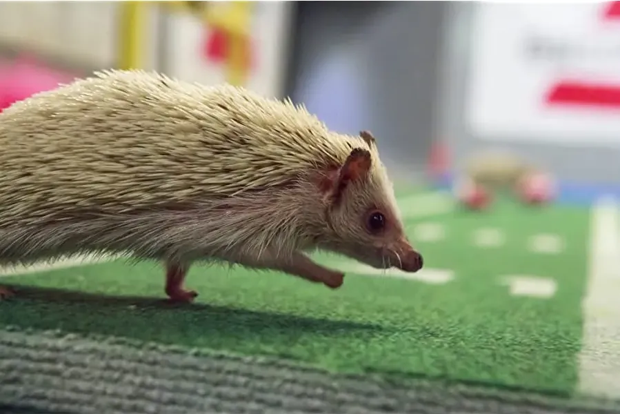 Puppy Bowl IX online