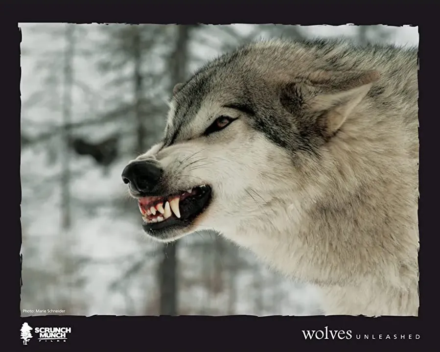 Wolves Unleashed online