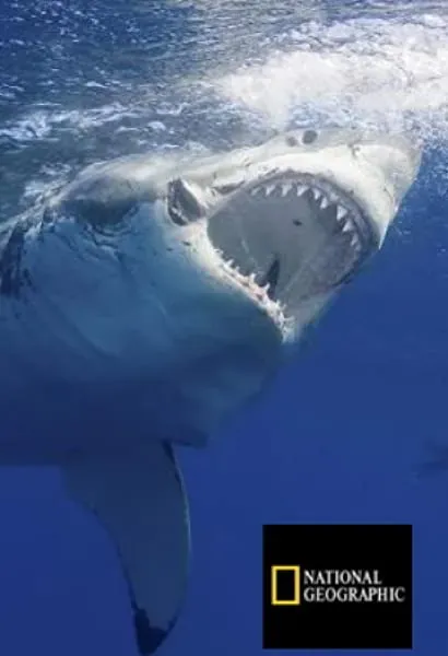 Expedition Great White
