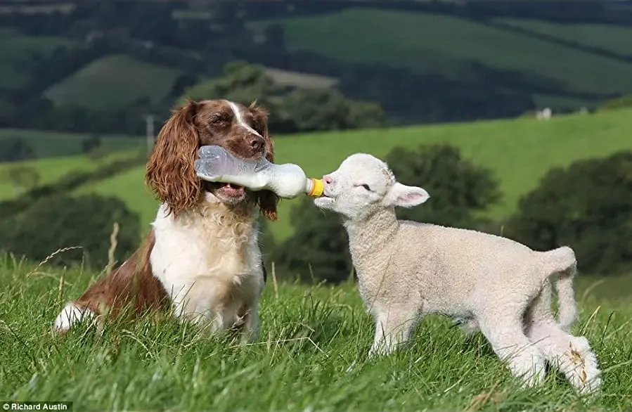 Secret Life of Dogs online