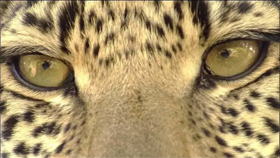 Eye of the Leopard online