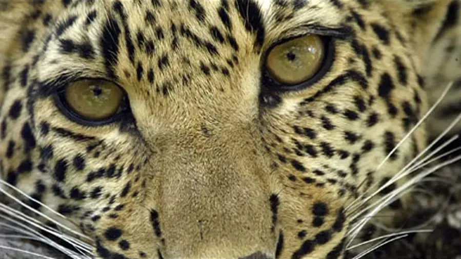 Eye of the Leopard online