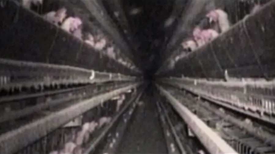 Fresh online