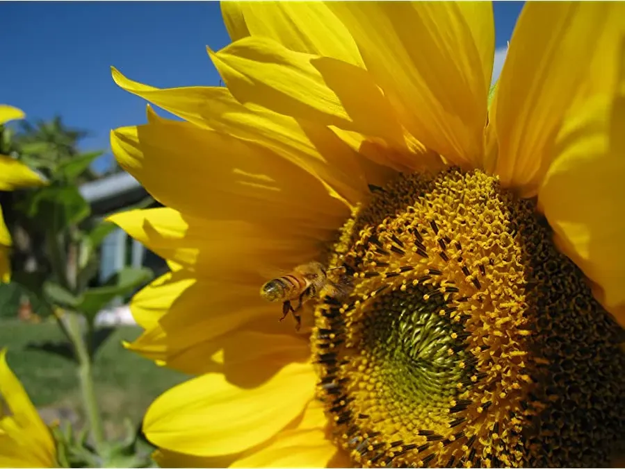 Queen of the Sun: What Are the Bees Telling Us? online