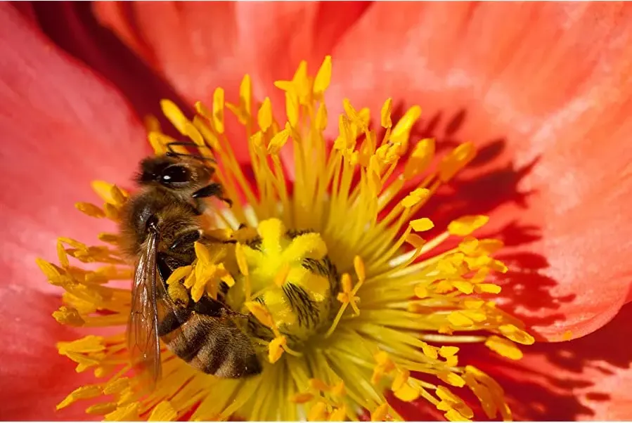 Pollen online
