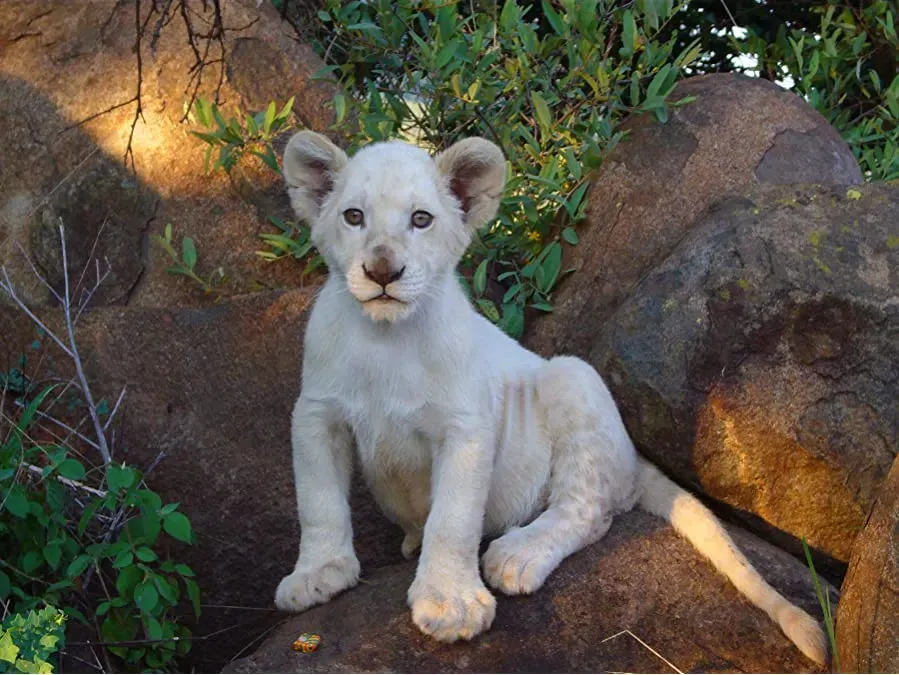 White Lion online
