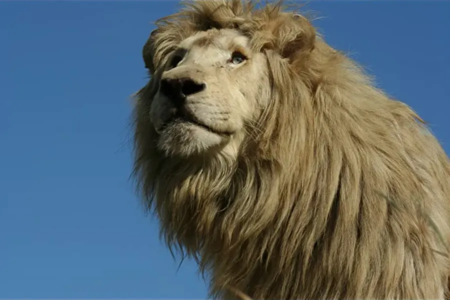 White Lion online