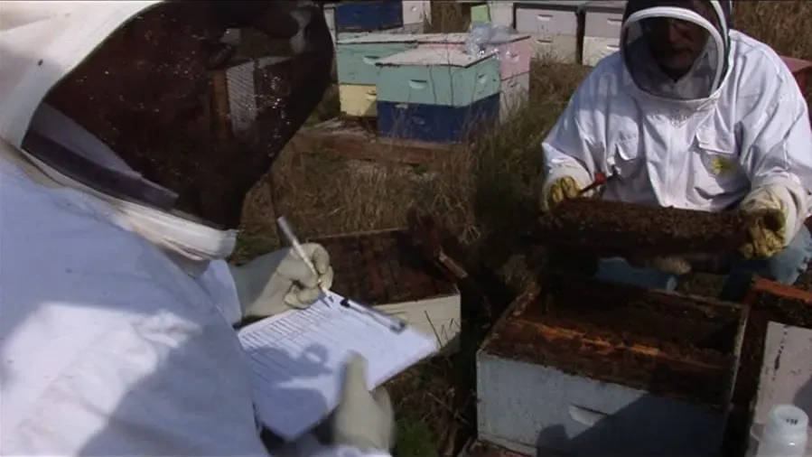 Vanishing of the Bees online
