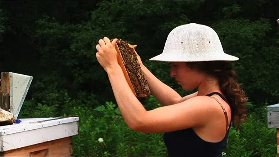 Vanishing of the Bees online
