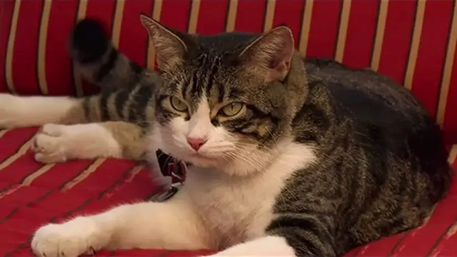 A Talking Cat!?! online