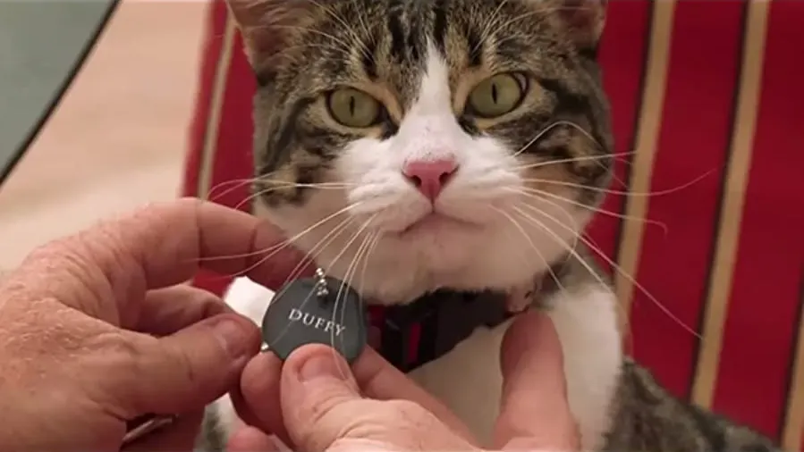A Talking Cat!?! online