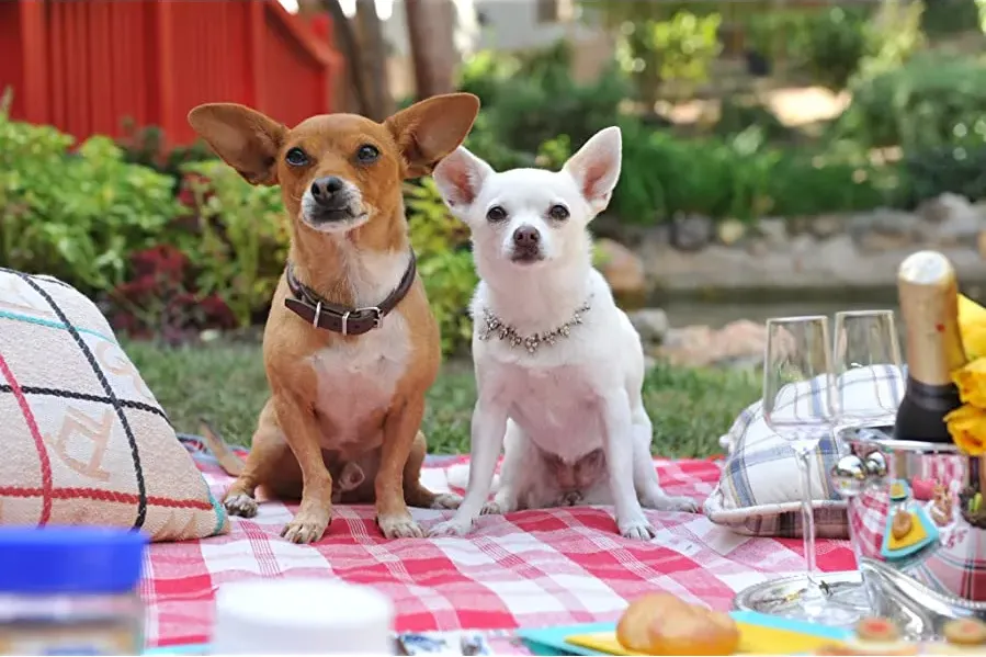 Beverly Hills Chihuahua 3: Viva La Fiesta! online