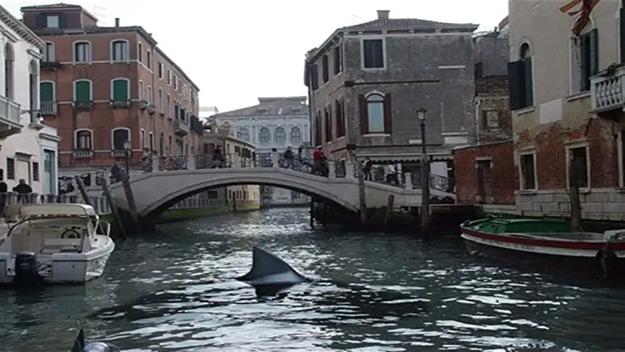 Shark in Venice online
