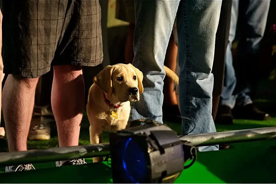 Marley & Me: The Puppy Years online