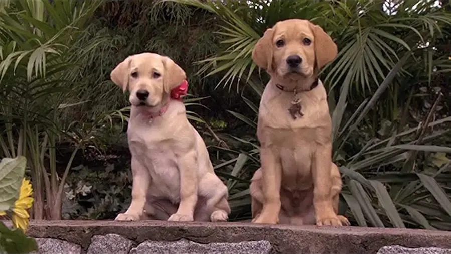 Marley & Me: The Puppy Years online