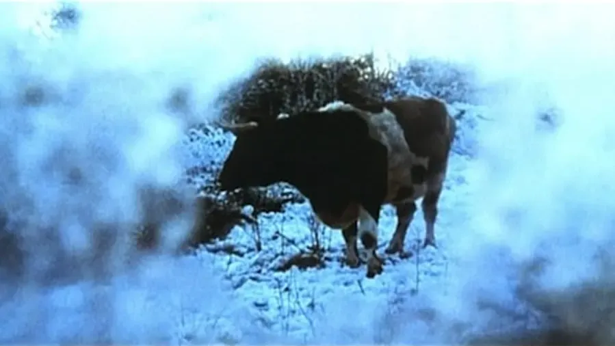Oxen online