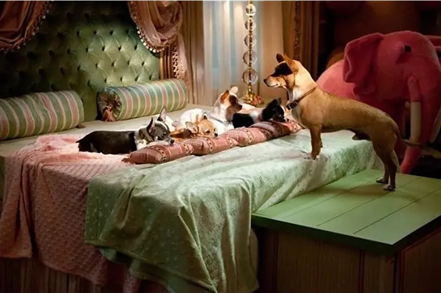 Beverly Hills Chihuahua 2 online