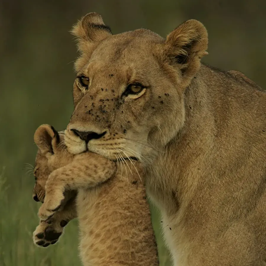 The Last Lions online