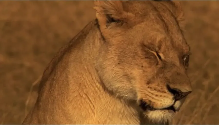 The Last Lions online