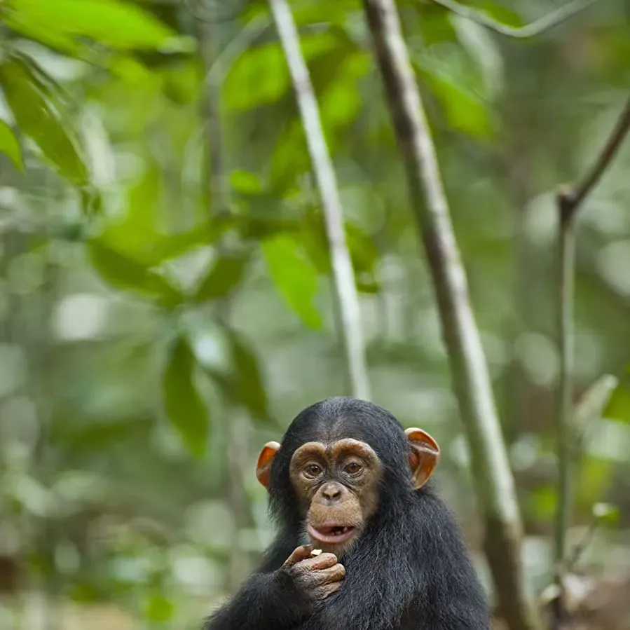 Chimpanzee online