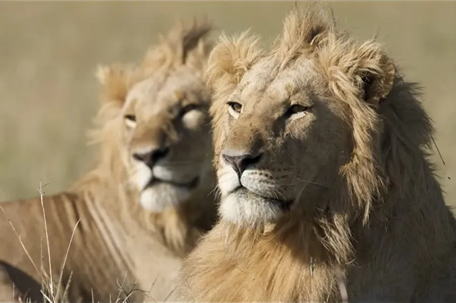 African Cats online