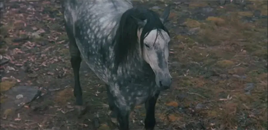 The Silver Brumby online