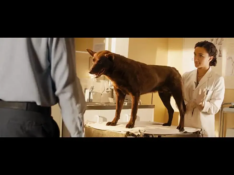 Red Dog online