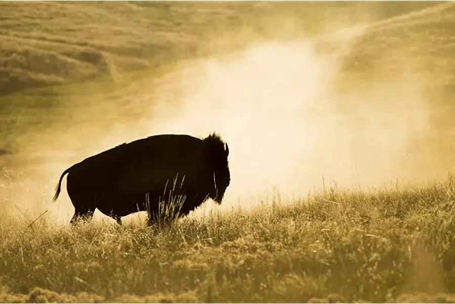 The Last Buffalo online
