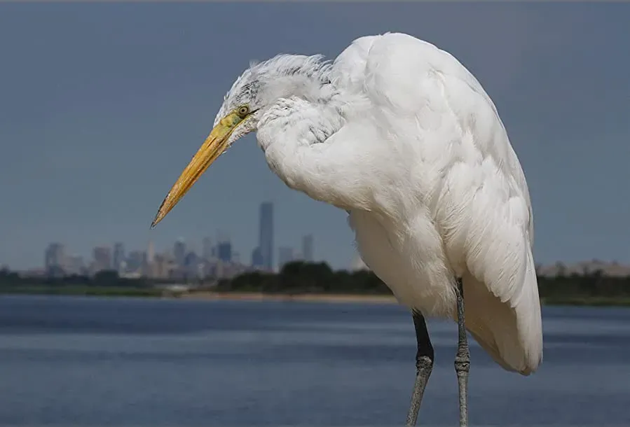 Saving Jamaica Bay online
