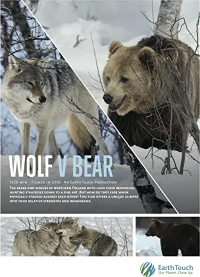 Wolf vs Bear