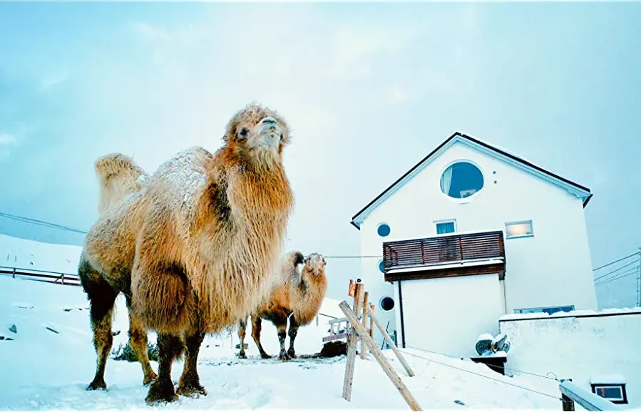 The Arctic Camels online