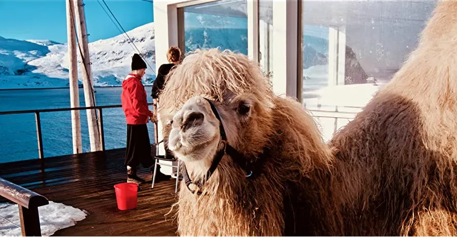 The Arctic Camels online