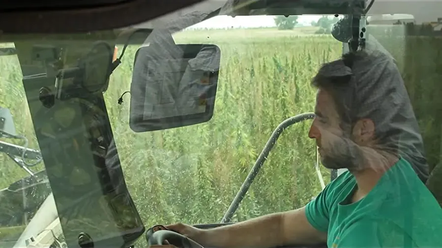 American Hemp online