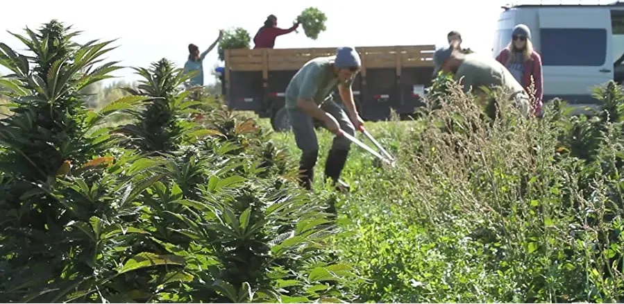 American Hemp online