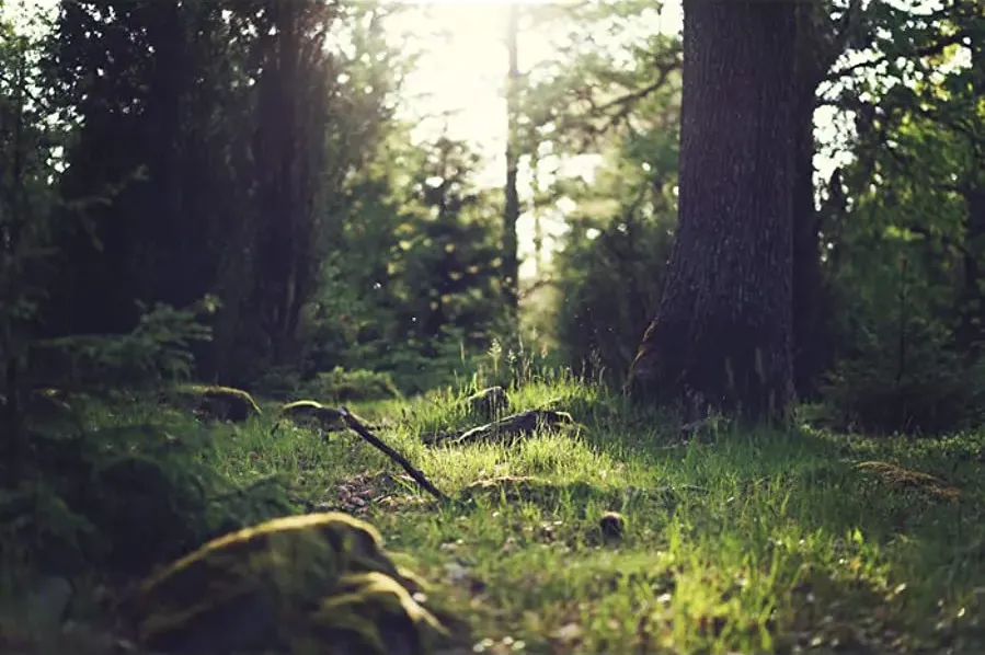 Who Put Bella in the Wych-Elm?: The Untold Secrets online