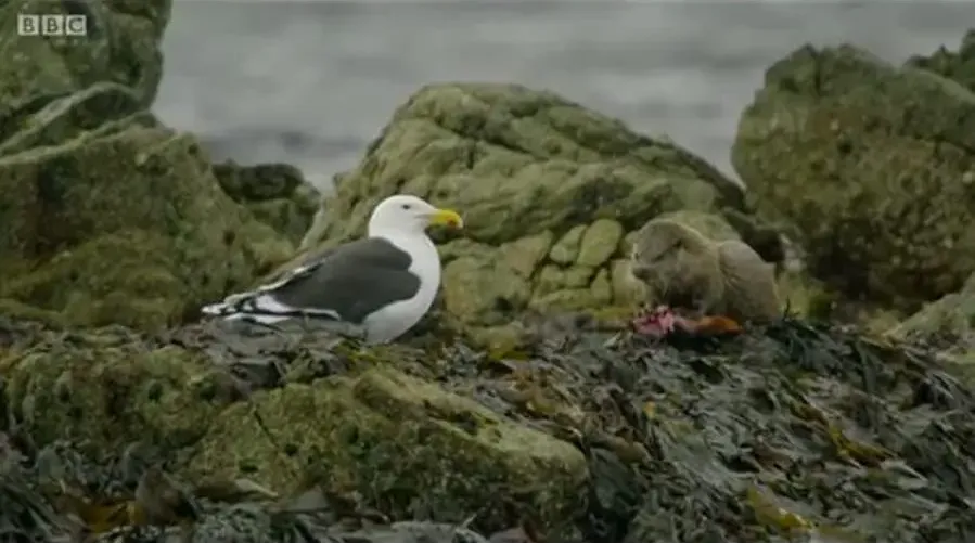 Wild Shetland: Scotland's Viking Frontier online