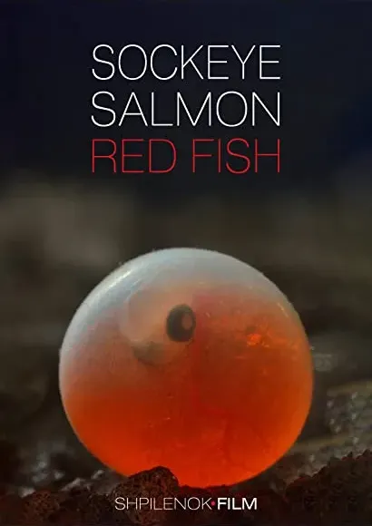 Sockeye Salmon, Red Fish