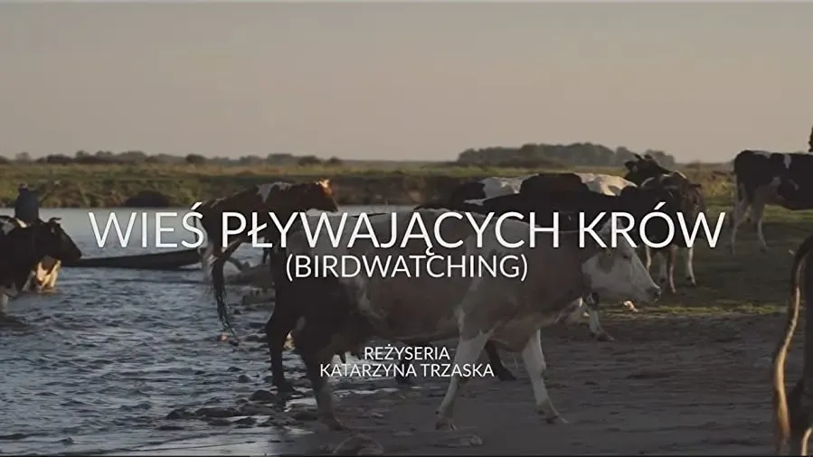 Wies plywajacych krów online