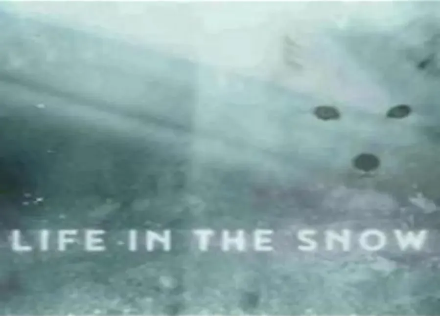 Life in the Snow online