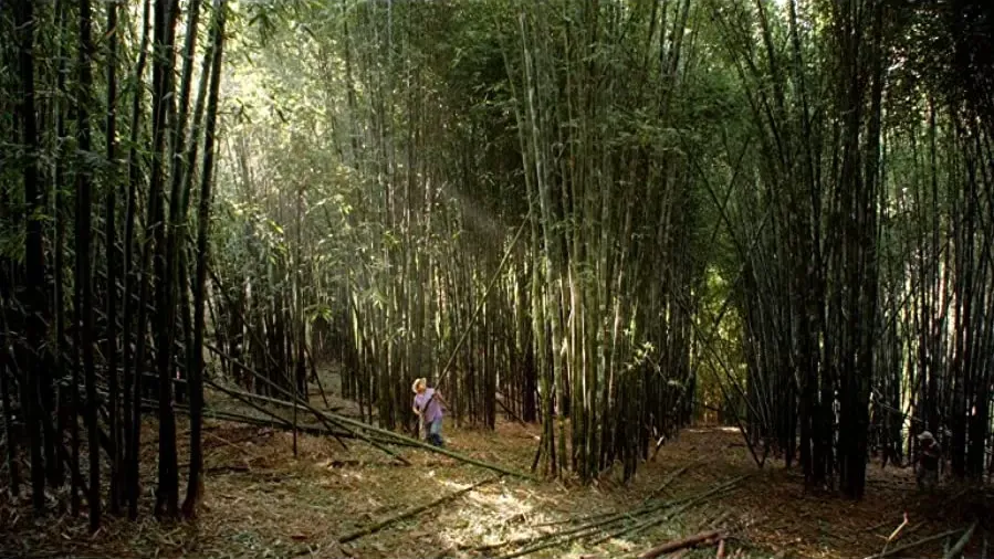 Bosque de Niebla online