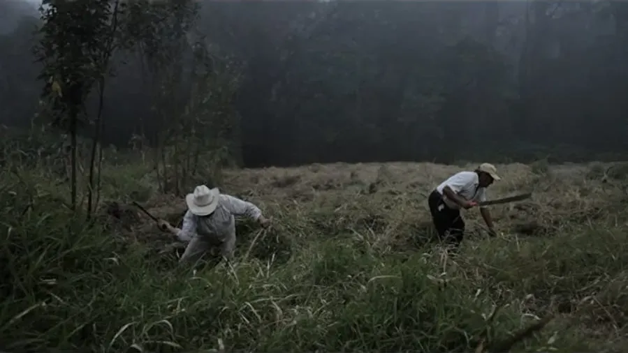 Bosque de Niebla online