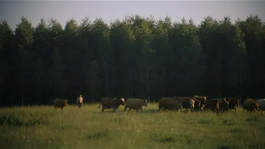 Latvian Coyote online