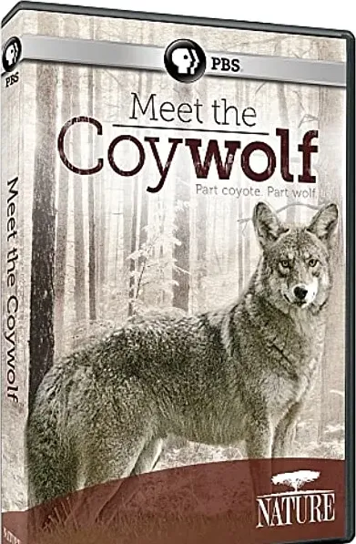 Nature: Meet the Coy-wolf