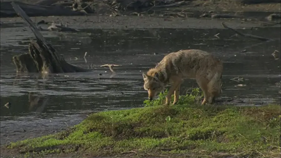 Nature: Meet the Coy-wolf online