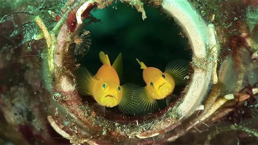 Mucky Secrets: The Marine Creatures of the Lembeh Strait online