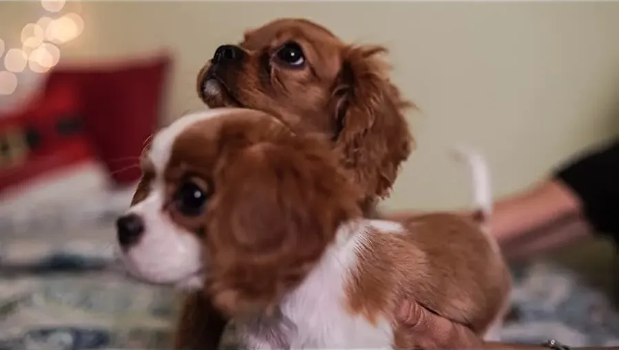 Project: Puppies for Christmas online