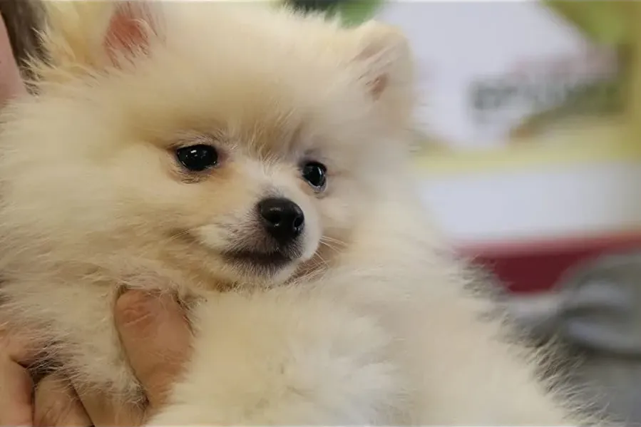 Project: Puppies for Christmas online
