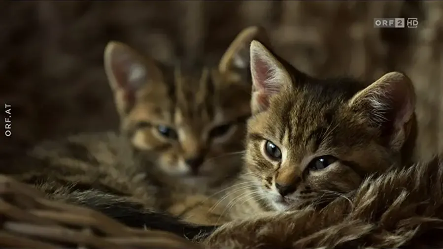 Super Cute Animals online
